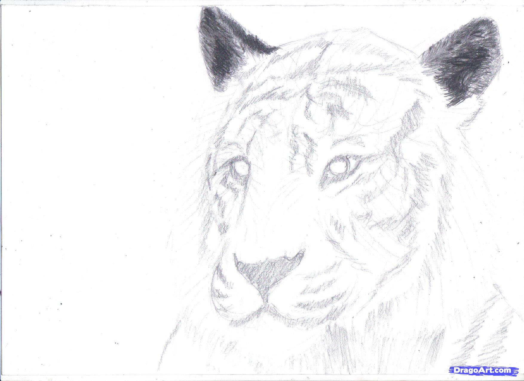 1754x1275 Tiger Pencil Drawing Step By Step Easy Pencil Sketch Drawing - Tiger Sketch Images