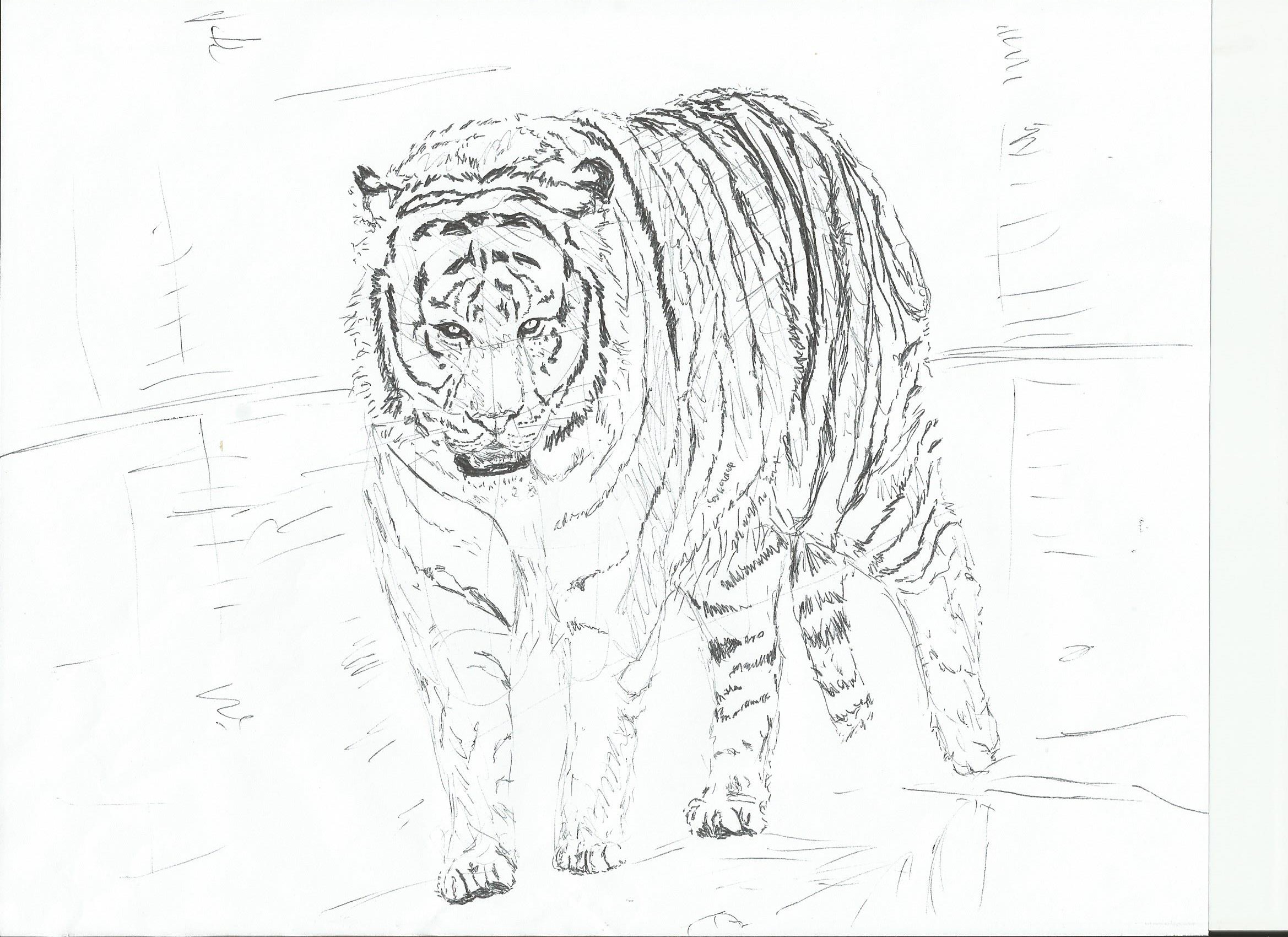 Tiger Sketch Images at PaintingValley.com | Explore collection of Tiger ...