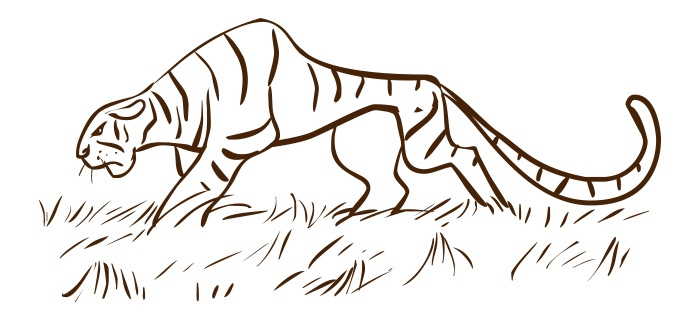 700x319 Tiger Sketch Free Vectors, Illustrations, Graphics, Clipart, Png - Tiger Sketch Images