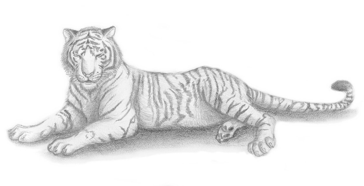 1248x639 Tiger Sketch 1 By Legend13 - Tiger Sketch Images