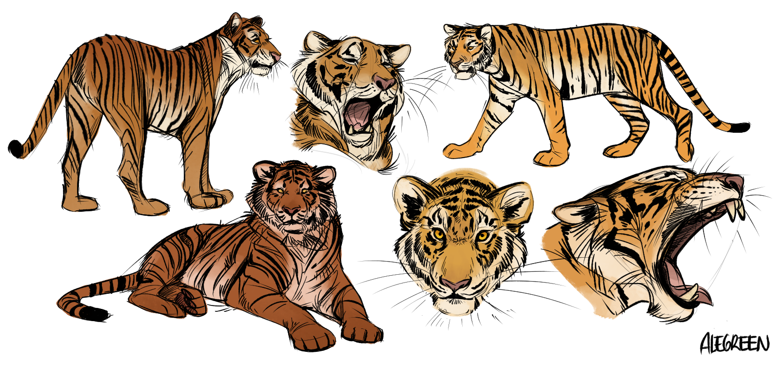 1606x750 Tiger Sketches By Aledles - Tiger Sketch Images