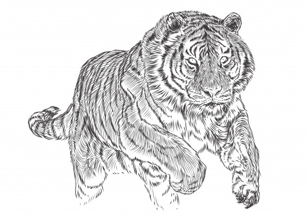 626x438 Tiger Attack Hand Draw Sketch Black Line Monochrome. Vector - Tiger Sketch Images