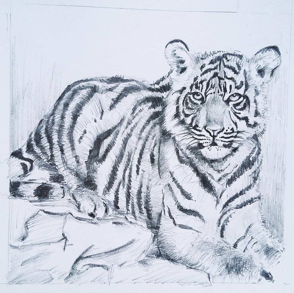 1024x1021 Tiger Sketch Ignacio - Tiger Sketch Images