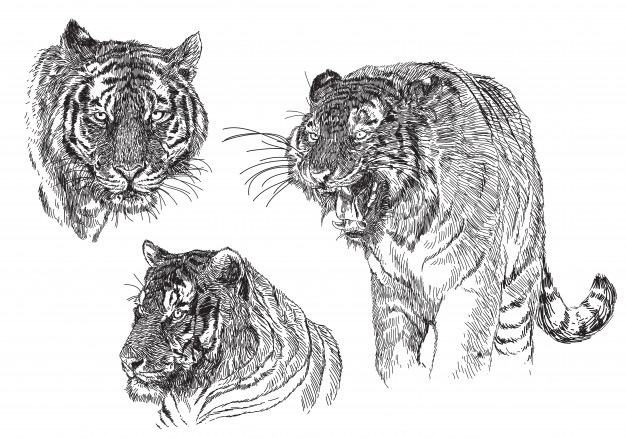 626x438 Tiger Sketch Hand Draw Black Line Doodle On White. Vector - Tiger Sketch Images