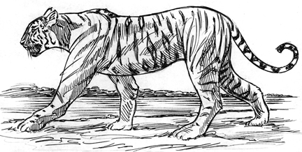 432x218 Tiger Sketch - Tiger Sketch Images