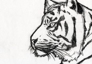 300x210 Easy Tiger Sketch - Tiger Sketch Pictures