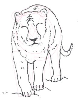 258x336 How To Draw A Tiger - Tiger Sketch Pictures