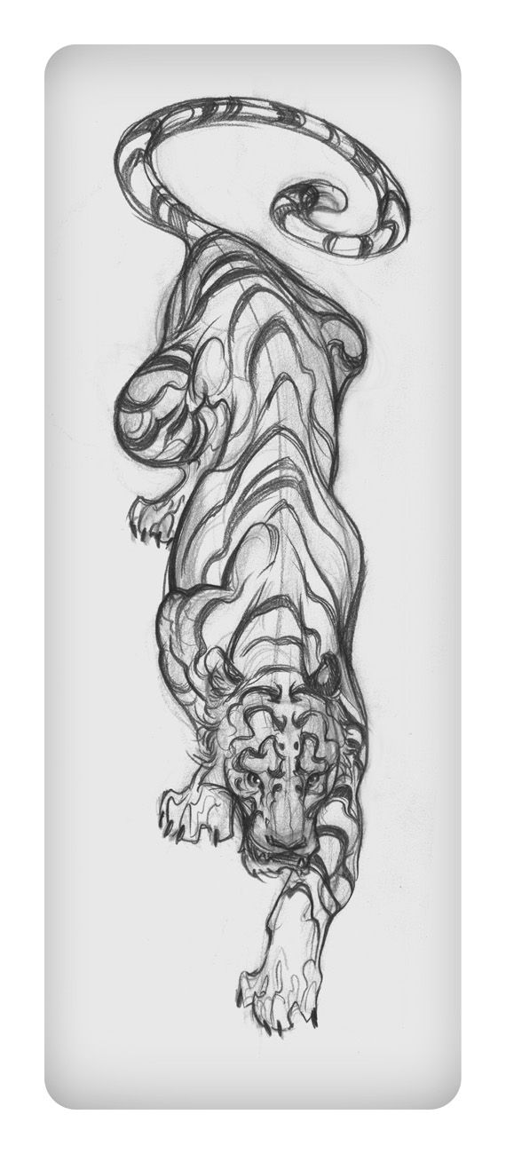 570x1300 Illustrationgalleryconcept By Jaw Cooper Tiger Tattoos - Tiger Sketch Pictures