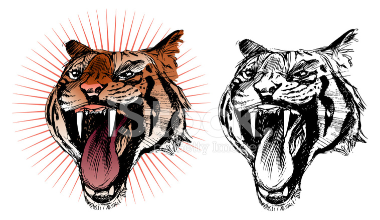 758x440 Roaring Tiger Sketch, In Colour And Black Amp White Stock Vector - Tiger Sketch Pictures