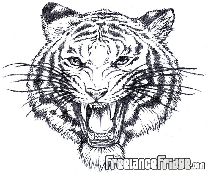 700x582 Tiger Mascot Sketch Freelance Fridge Illustration Amp Character - Tiger Sketch Pictures