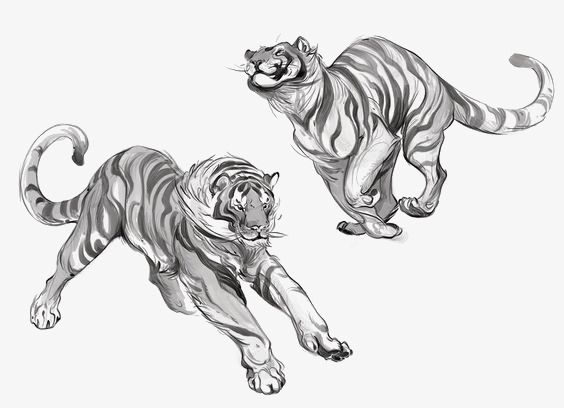 564x408 Tiger Sketch, Tiger Clipart, Cartoon Tiger, Hand Painted Tiger Png - Tiger Sketch Pictures