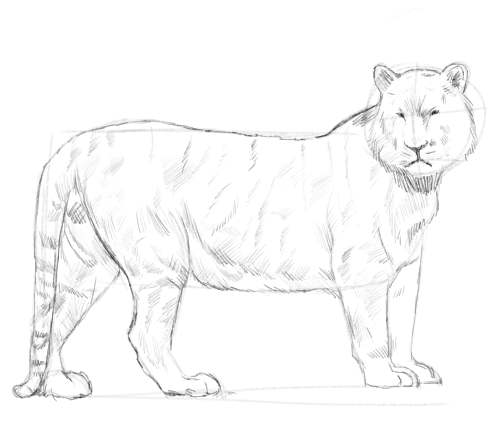 500x439 Tiger Sketch. An Online Drawing Tutorial. - Tiger Sketch Pictures