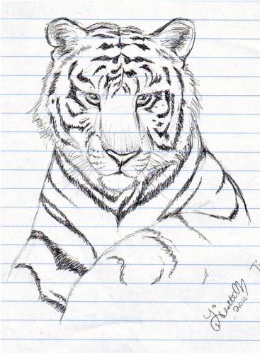 367x497 Tiger Sketch Easy - Tiger Sketch Pictures