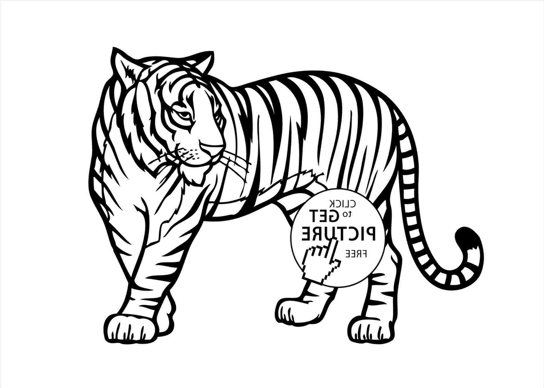1899x1355 African Easy Drawing Wild Animals Coloring Pages Free Printable - Tiger Sketch Pictures