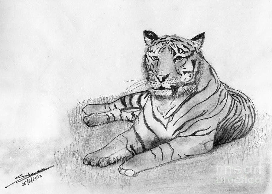 900x642 Bengal Tiger Drawing By Shashi Kumar - Tiger Sketch Pictures