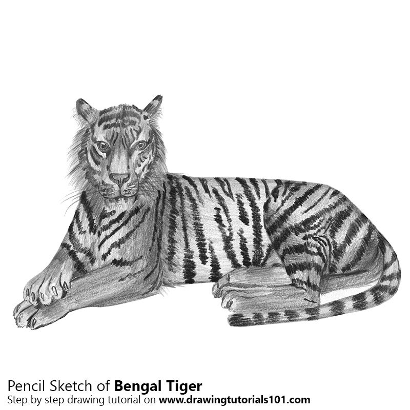 800x800 Bengal Tiger Pencil Drawing - Tiger Sketch Pictures