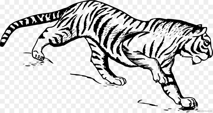 900x480 Drawing Line Art Sketch - Tiger Sketch Pictures