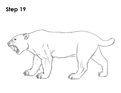 500x386 How To Draw A Smilodon (Saber Tooth Tiger) - Tiger Sketch Step By Step