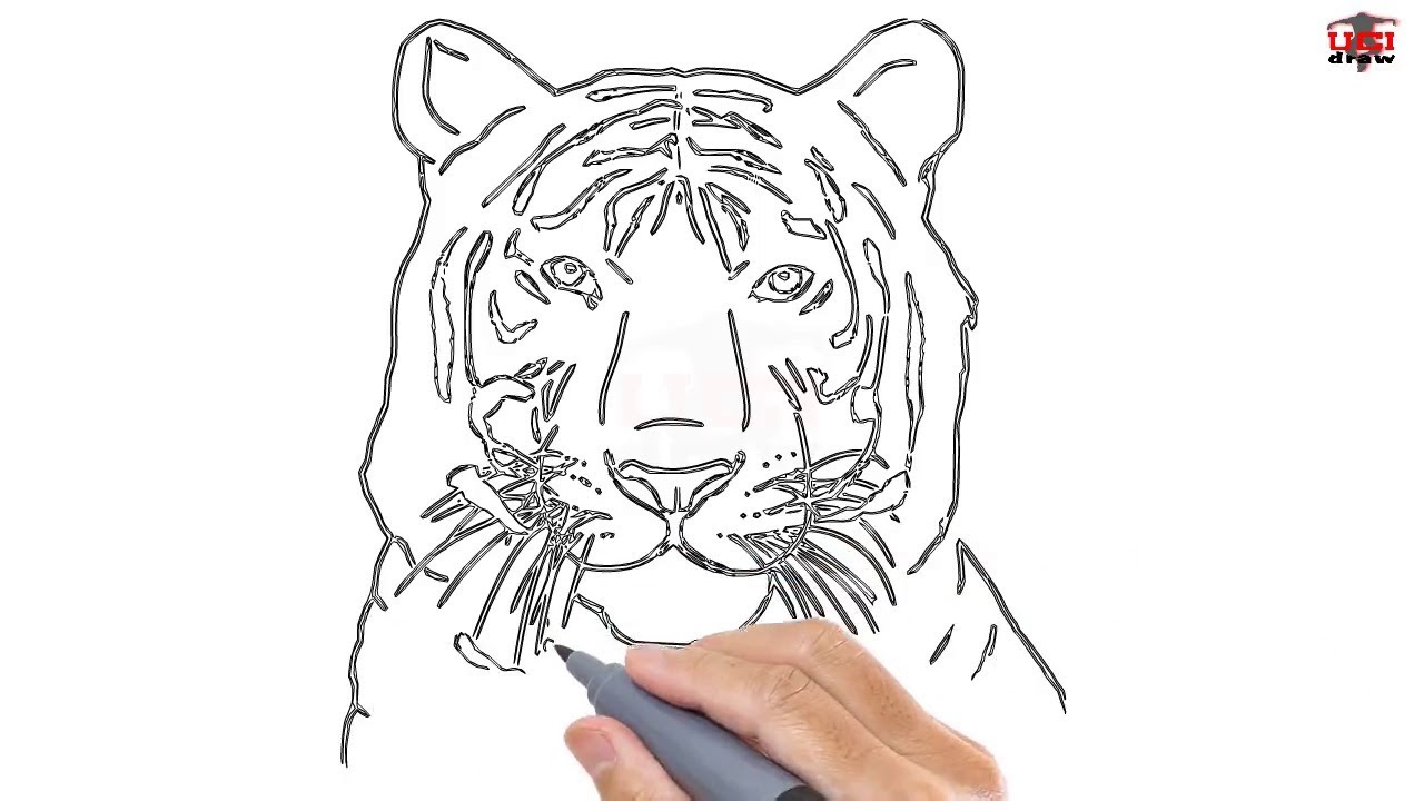 1280x720 How To Draw A Tiger Face Easy Step By Step Drawing Tutorials For - Tiger Sketch Step By Step