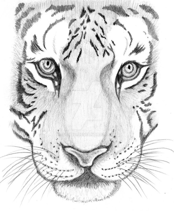736x888 How To Draw A Tiger Face Step By Step - Tiger Sketch Step By Step
