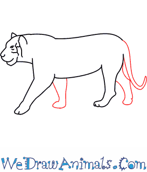 300x350 How To Draw A Tiger - Tiger Sketch Step By Step