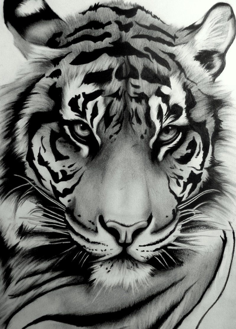 800x1115 My Tattoo ~ Sumatran Tiger By ~artistelllie My Style - Tiger Sketch Tattoo