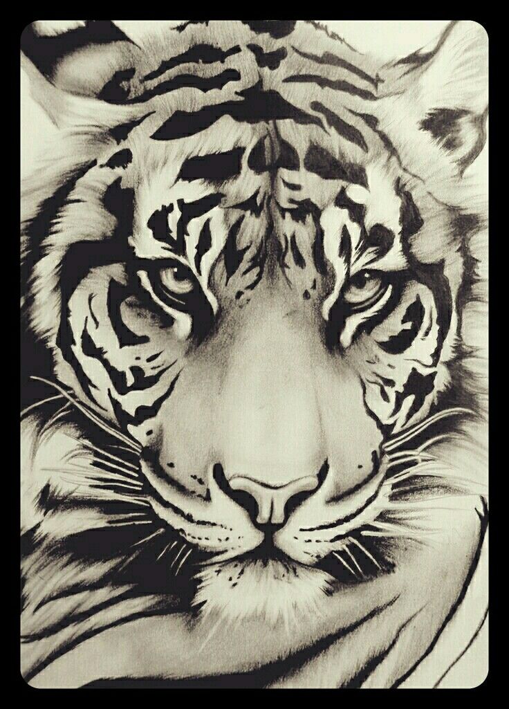 736x1025 Pin By On Tattoo Tattoos, Tiger Tattoo And Art - Tiger Sketch Tattoo