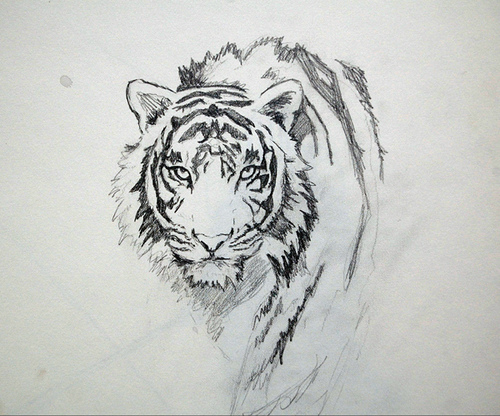 500x416 Tiger Tattoo Designs - Tiger Sketch Tattoo
