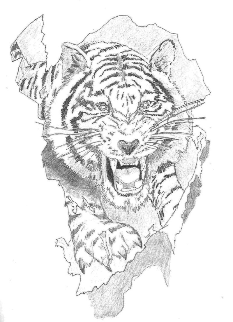 800x1103 Tiger Tattoo By Biery Bear - Tiger Sketch Tattoo