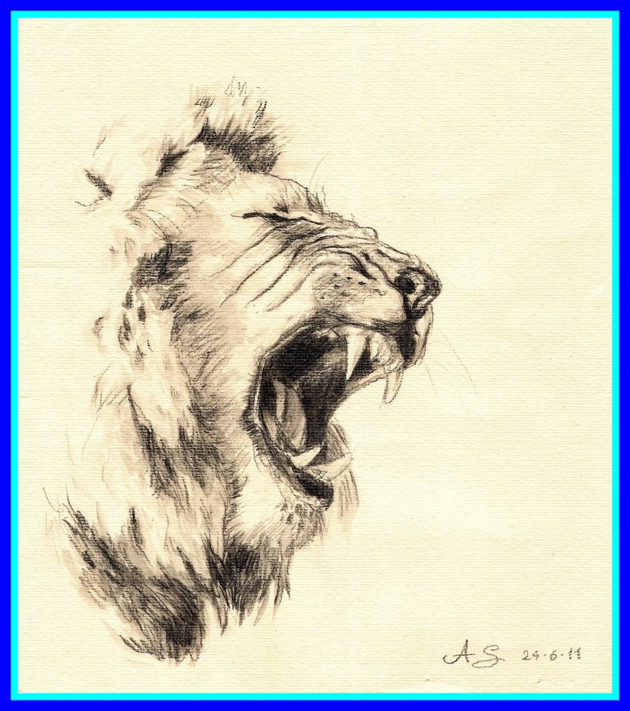 889x1003 Appealing Pencil Drawn Lion Watersoluble By Andreaschepisi On For - Tiger Tattoo Sketch