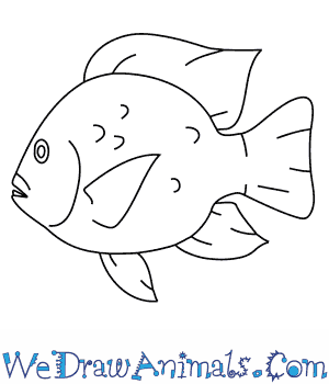 300x350 How To Draw A Tilapia - Tilapia Sketch