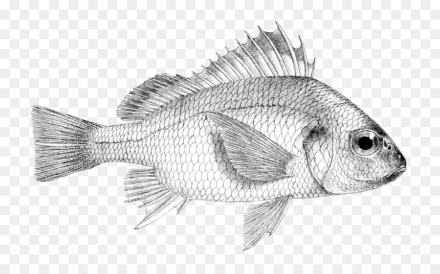 900x560 India Stock Photography Alamy Tilapia - Tilapia Sketch
