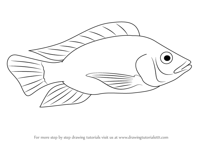 800x566 Learn How To Draw A Tilapia (Fishes) Step By Step Drawing Tutorials - Tilapia Sketch