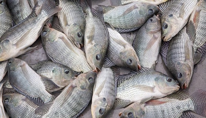 700x400 Ban On Tilapia Importation To Begin In July Over Virus Fears The - Tilapia Sketch