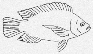 300x174 Mad House Graphics - Tilapia Sketch