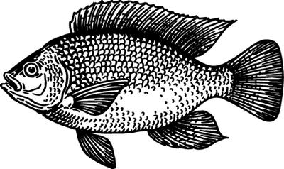 400x238 Sustaining The Aquaculture Revolution May 1, 2017 Issue - Tilapia Sketch