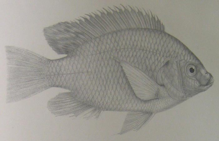 700x450 The Fish And The Coin - Tilapia Sketch