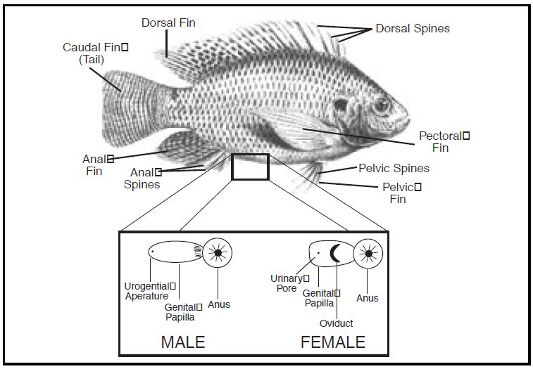 757x525 Tilapia Life History And Biology (Part 2) Tilapia Farming - Tilapia Sketch