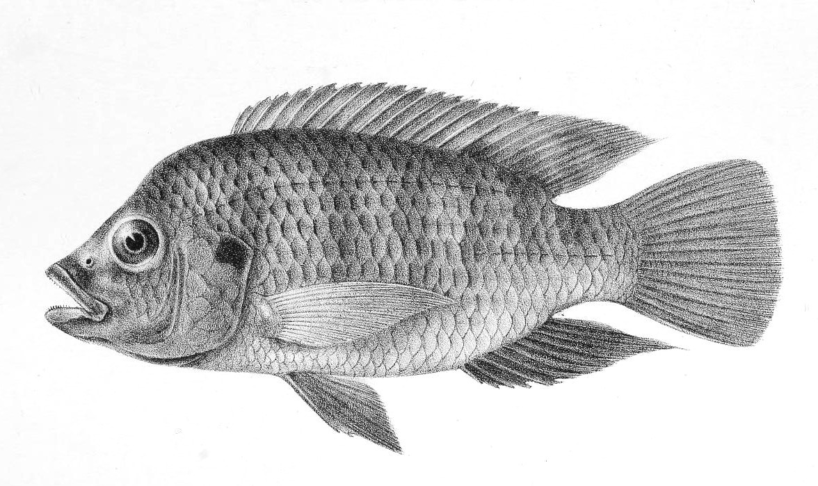 Tilapia Sketch at Explore collection of Tilapia Sketch