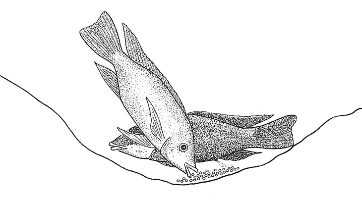 730x404 Tilapia Natalensis With Eggs. Biological Drawings By D G Mackean - Tilapia Sketch