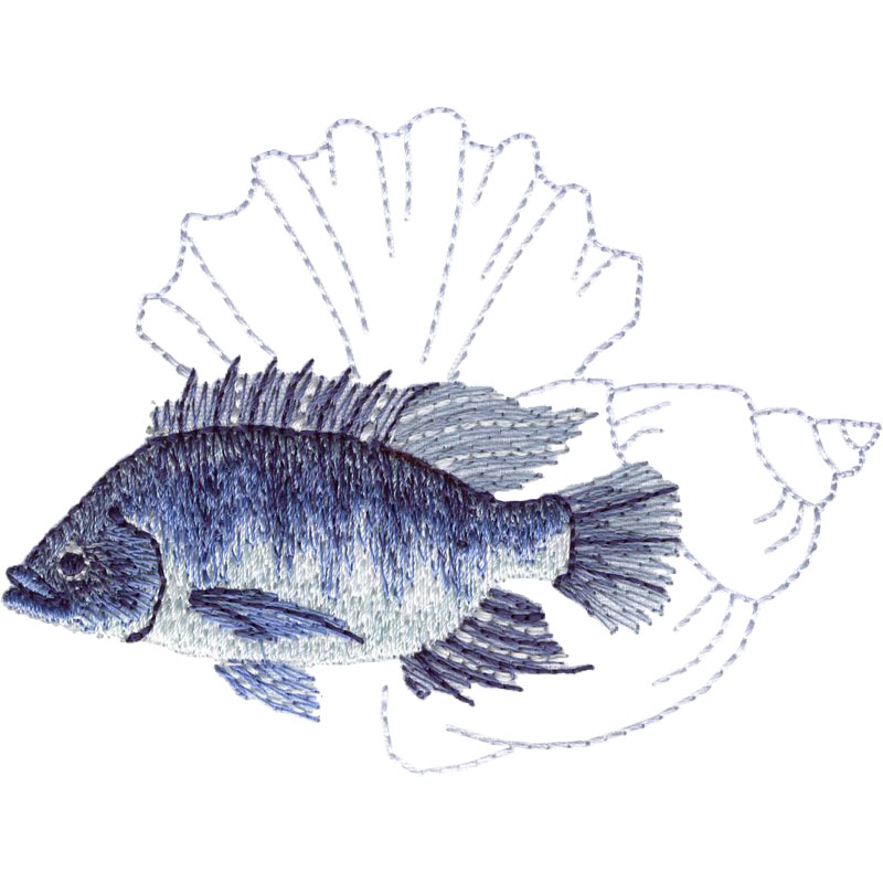 800x800 Tilapia - Tilapia Sketch