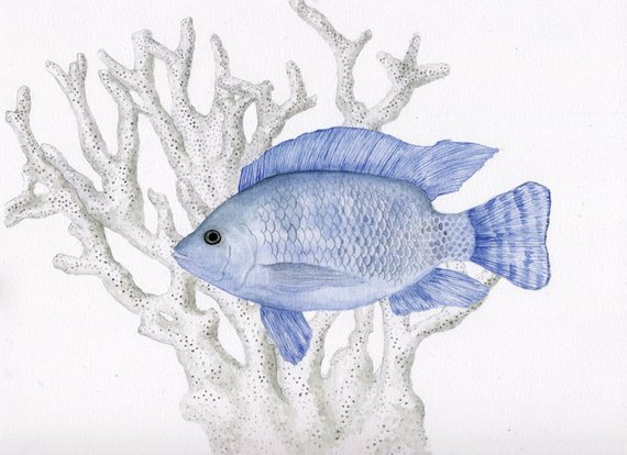 570x414 Blue Tilapia Fish Watercolor Painting Fish Art Print Etsy - Tilapia Sketch
