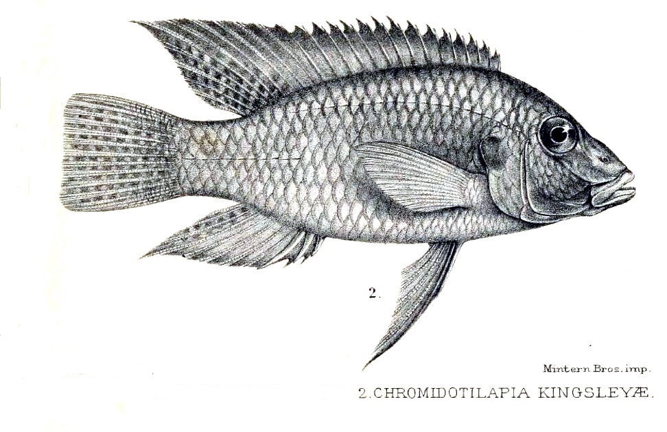 972x630 Chromidotilapia Wikipedia - Tilapia Sketch