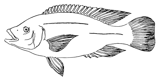 550x277 Fish Culture In Central East Africa - Tilapia Sketch