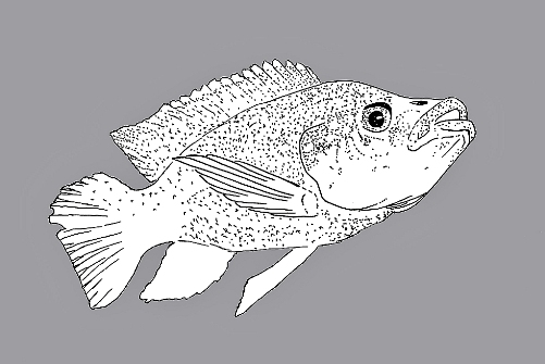 501x335 Fileoreochromis Mossambicus (Tilapia Mosambica).jpg - Tilapia Sketch