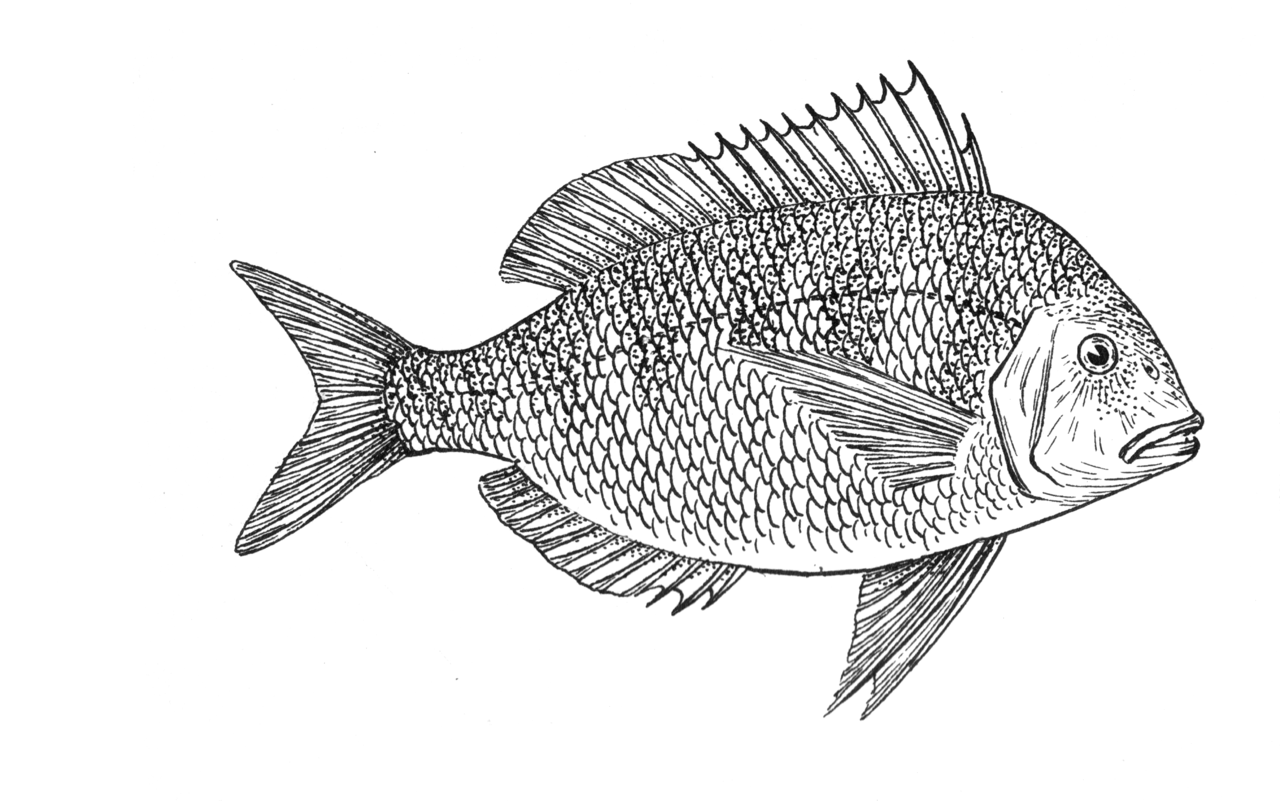 Tilapia Sketch at PaintingValley.com | Explore collection of Tilapia Sketch