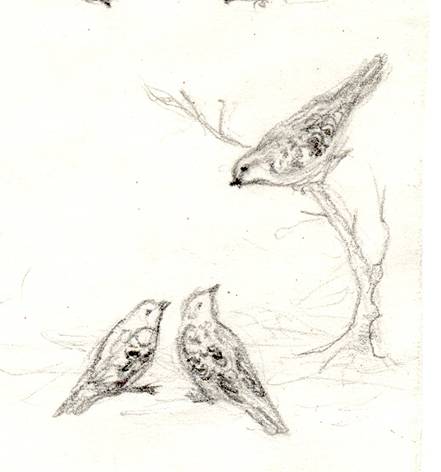 441x472 Sparrows Sketch By Tipi - Tipi Sketch
