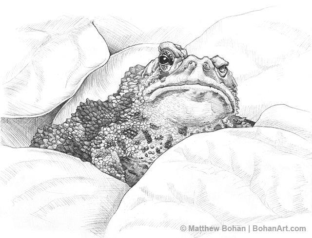 640x489 One Eyed American Toad Pencil Sketch P5 Drawing - Toad Sketch