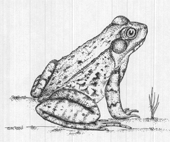 345x289 Portfolio - Toad Sketch