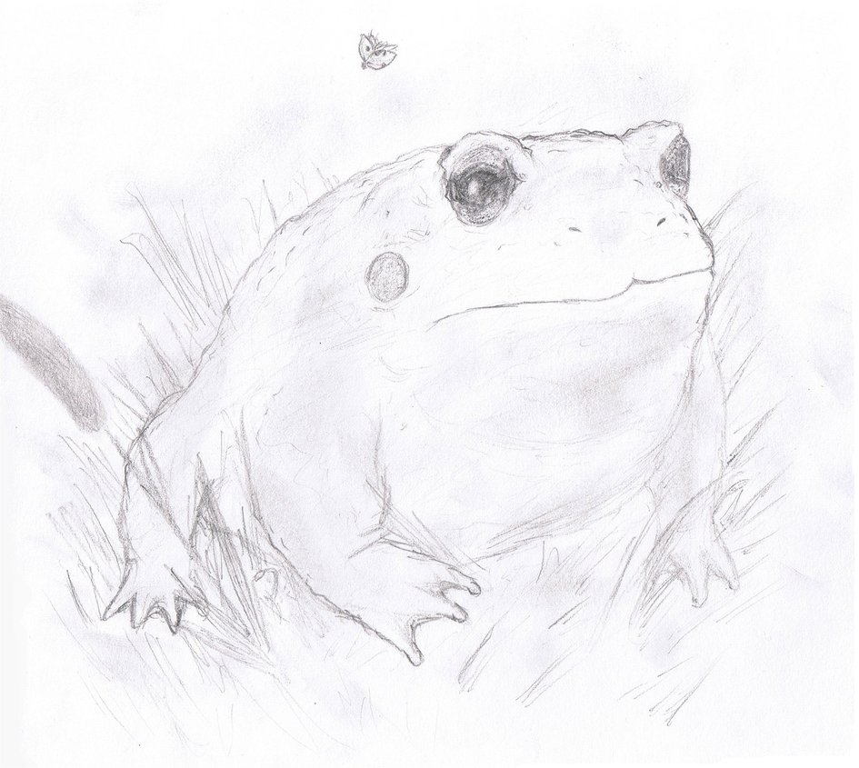 945x845 Simple Toad Sketch By Hansuki - Toad Sketch